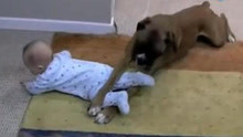 狗狗单独照顾宝宝，为了不让宝宝爬出地毯，狗狗使出了浑身解数