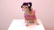 可爱的艺妓喵 Cute Geisha Cat