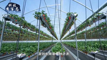 中国制造亚洲最大智能温室，只要几个农民，产量可供全上海的蔬菜