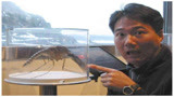 《鬼吹灯》精绝古城遗迹里出现的《蒙古吸血蚊》是否真实存在?