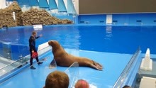 符拉迪沃斯托克水族馆海狮趣味表演