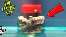 开瓶盖的章鱼，8种高智商的动物