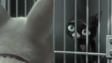 闪电狗（片段）波特阿诺联手营救流浪猫咪咪