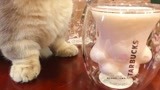 艺本正经之每抢一个星巴克猫爪杯，就有一只可爱的猫咪失去爪子！