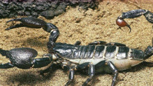 世界上最大的蝎子有多大？体型最大可达40cm，就问你怕不怕？