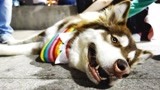狗子被欺负是什么反应？