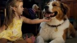《一条狗的使命2》催泪上映！被誉为炎炎夏日“温暖的108分钟”