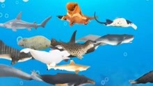 动物世界 鲨鱼喷射能量波海洋生物被驱赶 海洋动漫