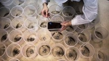全球最大蚊子工厂在中国，养成便会释放出来，为何深受欢迎？