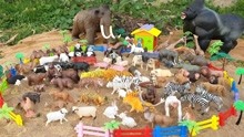 野生动物园动物农场动物学习动物玩具的儿童动物名称