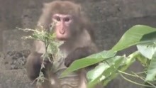 冲绳动物园14只猴子逃跑