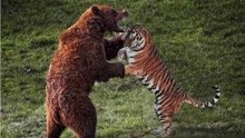 熊可不是好惹的家伙，老虎没事去招惹熊，最后被打得落荒而逃