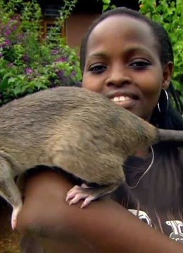 这里的老鼠被称为“英雄鼠”，体长可达到91cm，比狗还要大！