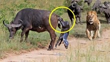 狮子偷看母牛生产，被暴躁公牛打成残废，镜头记录全过程