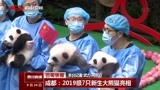 成都:2019级7只新生大熊猫亮相