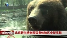 北京野生动物园猛兽体验区全新亮相