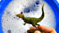 教你认识侏罗纪世界的异特龙玩具