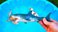 教你认识在大海里遨游的大白鲨玩具