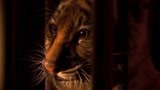 虎兄虎弟：小老虎来到马戏团，看着笼子里的老虎，很是迷惑！
