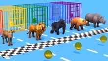黑猩猩狮子犀牛金币赛跑