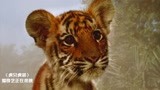 虎兄虎弟：小老虎被人类带走，大老虎拼死阻拦，动物也有感情！