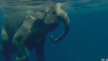 传奇：大象是一位游泳高手，用三米长的鼻子在水中呼吸
