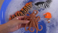 教你认识也被称为八爪鱼的章鱼玩具