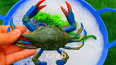 带你认识与龙虾同类动物的螃蟹玩具