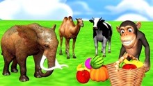 大象骆驼奶牛吃水果变色