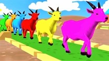 山羊等动物过桥变颜色