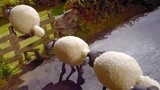小羊肖恩：小绵羊鬼点子多，绕成圆圈耍农夫，他一点都没发现