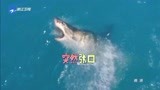 十二道锋味：谢霆锋巧设诱饵，终于钓到大白鲨，太酷了！