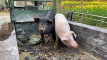 张家界农村买猪仔，两头猪仔200多斤，将近7000块