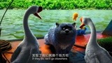 猫与桃花源：天鹅把家安到了船里，还在水里救出了蓝猫！