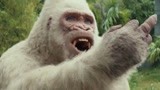 狂暴巨兽：黑猩猩攻击人类，白猩猩救下他，还比出这手势