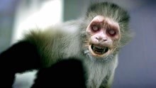 动物园爆发丧尸病毒，猴子疯狂攻击人类，比人类丧尸恐怖100倍
