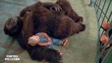 小鬼当街：婴儿和猩猩睡一起，人贩子看得见摸不着，这段爆笑！
