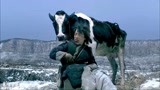 斗牛：黄渤天天喝着奶牛新鲜的牛奶，日子过的可滋润了！