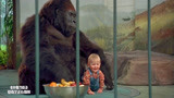 小鬼当街：宝宝真聪明，为了躲避坏人的追赶，爬到猩猩身边！