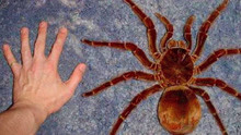 科普8大危险的蜘蛛！被吉尼斯世界记录最毒蜘蛛称号！