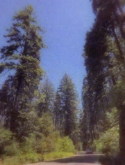 Cam - Redwood Tree (Lyric Visualizer)