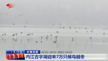 内江古宇湖迎来7万只候鸟越冬