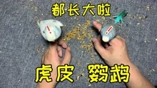 [图]之前买的那2只“虎皮鹦鹉”，现在都长大了，仔细一看真漂亮呀