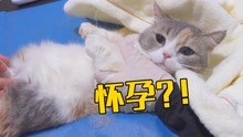 [图]我家猫竟然意外怀孕了？这下家里要被吃破产了！