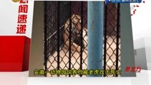 安徽一动物园饲养员被老虎攻击死亡