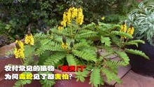 [图]农村常见植物“蛇灭门”，毒蛇见了都要绕道跑？它到底有何作用？