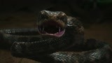 蛇王岛：男子拿蛇蛋给儿子补身体，却不料被巨蛇找上门来了