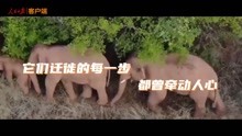 暖心！17个月来 有多少可爱中国人守护大象回家