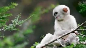 Watch the latest 滇金丝猴，中国特有物种，与大熊猫并成为国宝 (2021) with English subtitle English Subtitle