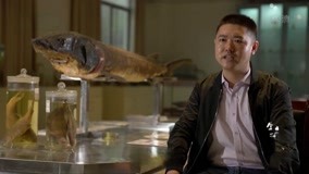 線上看 開展珍稀魚類增殖放流活動，古老魚類重返家園 (2021) 帶字幕 中文配音，國語版